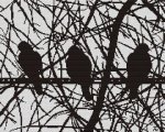 (image for) Doves